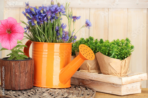 Foto: watering can and plants in flowerpots on wooden background watering can and plants in flowerpots on wooden background