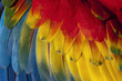 Ala de guacamayo (ara macao)