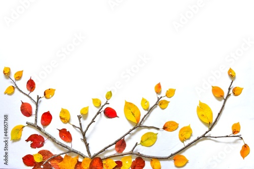 Photo: 紅葉のアート A 紅葉のアート A