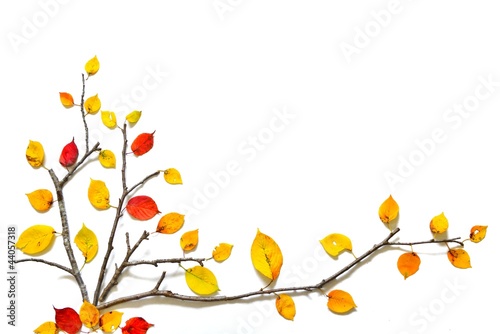 Photo: 紅葉のアート B 紅葉のアート B
