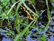 Feuersalamander