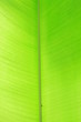 green  leaves of the palm trees