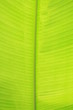 green  leaves of the palm trees