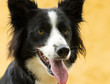 Foto: Border Collie Profile Border Collie Profile