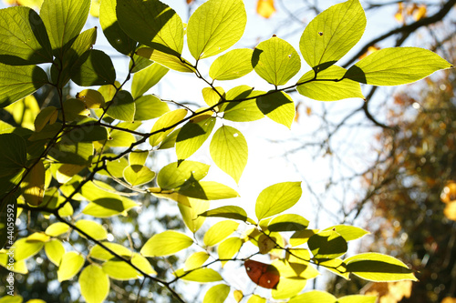 Photo: Leaves in forest Leaves in forest