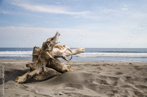 Photo: Lone log on a desert beach in Mexico Lone log on a desert beach in Mexico