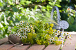 Blumen aus dem Garten