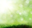 background of grass. bokeh