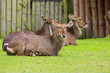 Waterbuck Antelope
