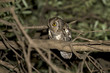 Assiolo, otus scops, scops owl