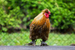 Rooster