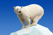 polar bear