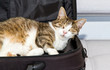 Katze in der Laptoptasche