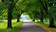 Foto: Romantische Allee auf der schwäbischen Alb Romantische Allee auf der schwäbischen Alb