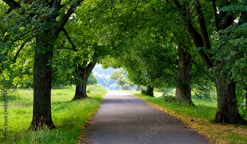 Foto: Romantische Allee auf der schwäbischen Alb Romantische Allee auf der schwäbischen Alb