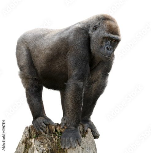Photo: Gorilla auf Ausguck, Freisteller Gorilla auf Ausguck, Freisteller