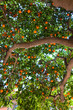Closeup of mandarin tree. Barcelona.