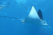 Adlerrochen Rochen Aquarium Meer Urlaub 1