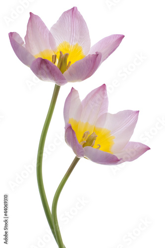 Photo: tulip tulip