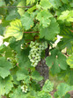 Vigne alsacienne
