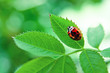 Ladybug on green leaf