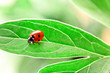 Ladybug on green leaf