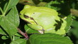 Video: Laubfrosch - Makro Laubfrosch - Makro