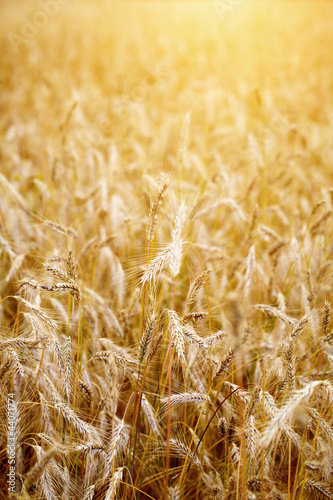 Photo: Golden sunset over wheat field. Shallow DOF, focus on ear Golden sunset over wheat field. Shallow DOF, focus on ear