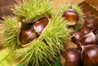 Frische Kastanien liegen auf Herbstblättern