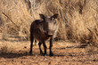 Photo: Alert Warthog Male in Clearing Alert Warthog Male in Clearing