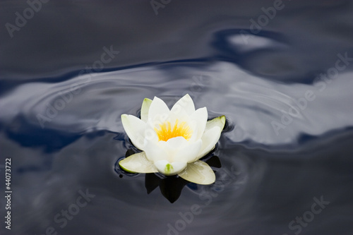Photo: White Waterlily White Waterlily