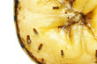 Photo: Fruit flies on rotting banana Fruit flies on rotting banana