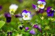 Purple violas