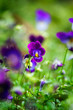 Purple violas