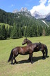 Pferde 1