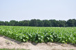 Photo: Tobacco Field Tobacco Field