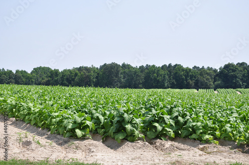 Photo: Tobacco Field Tobacco Field