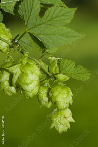 Photo: Hopfendolde - hops Hopfendolde - hops