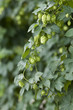 Hopfendolde - hops