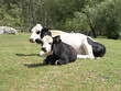 Cows