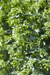 Hopfenfeld - hop field