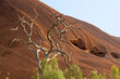 Photo: death tree red rock formation death tree red rock formation