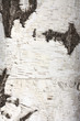 Foto: Texture of birch bark, background Texture of birch bark, background