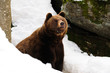 Braunbär, Winter