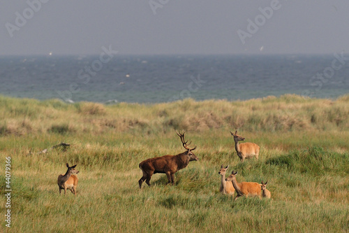 Photo: Rotwild auf dem Darss Rotwild auf dem Darss