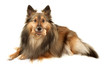 Foto: Sable Sheltie with dogbone Sable Sheltie with dogbone