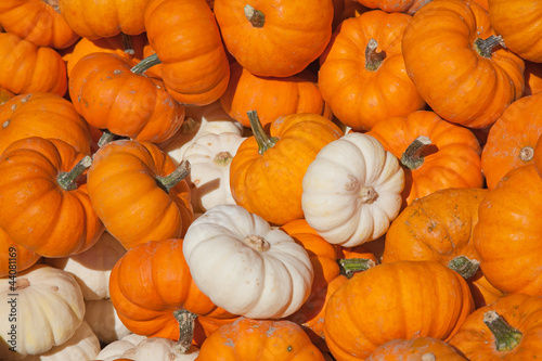 Photo: Colorful pumpkins Colorful pumpkins