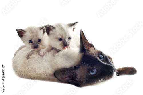 Photo: Siamese kitten and mother Siamese kitten and mother