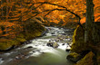 Autumn landscape with trees and river