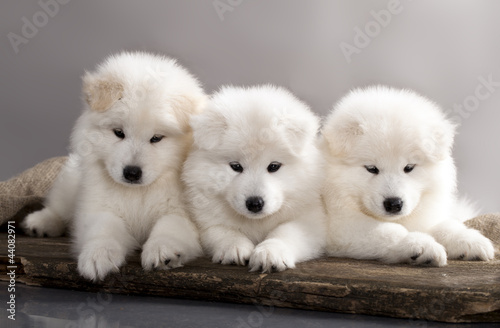 Photo: funny puppies of Samoyed dog funny puppies of Samoyed dog